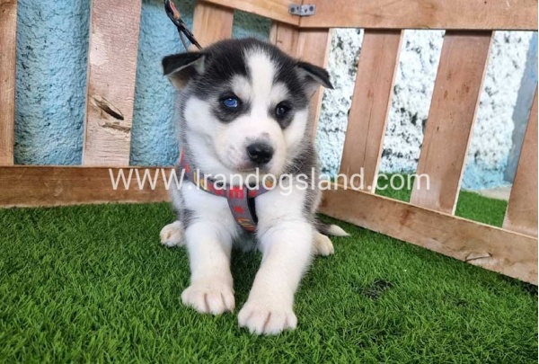 --husky-363_6