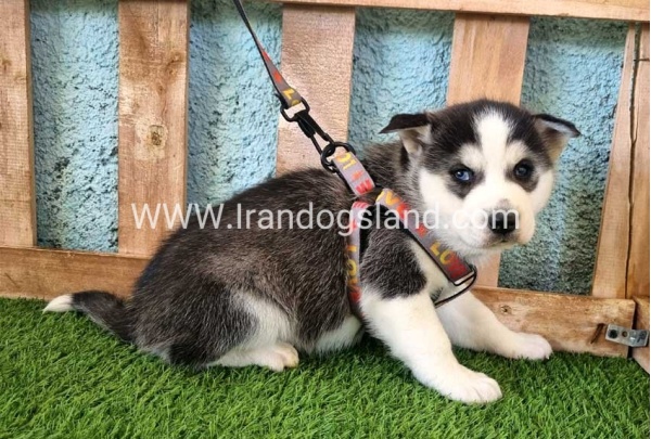 --husky-363_7