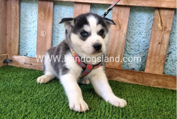 --husky-363_8