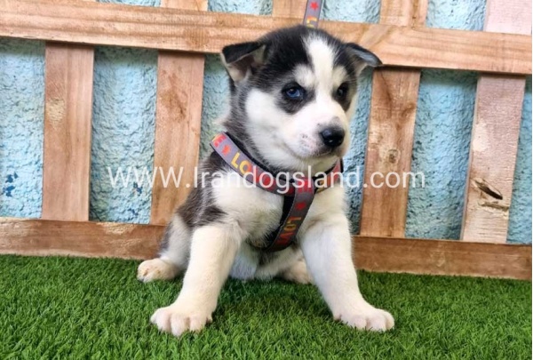 --husky-363_9