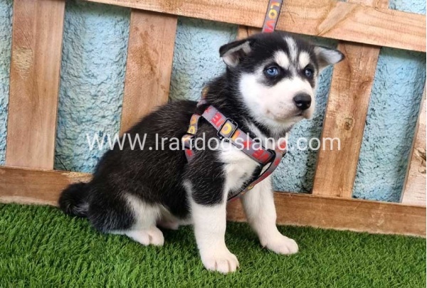 --husky-365_1