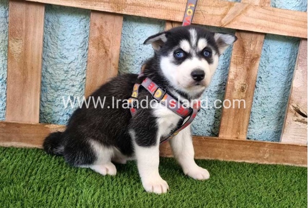 --husky-365_2