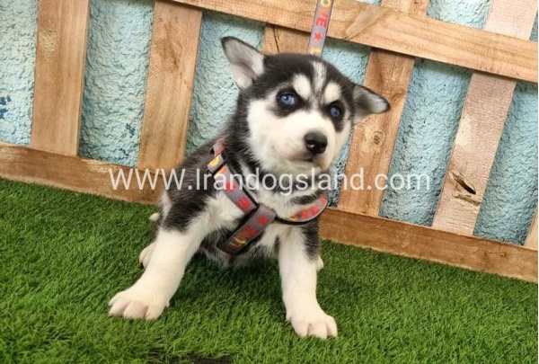 --husky-365_3