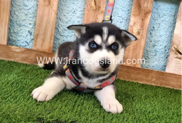--husky-365_4
