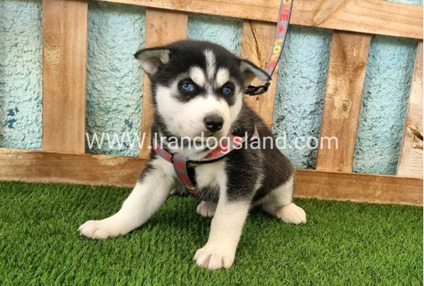 --husky-365_6