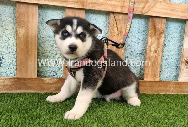 --husky-365_7