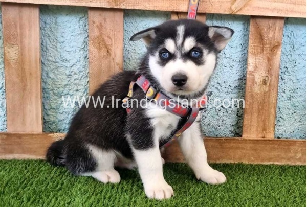 --husky-365_8