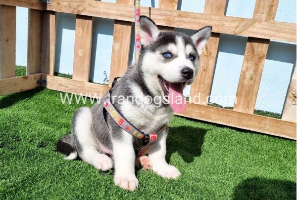 --husky-369_1