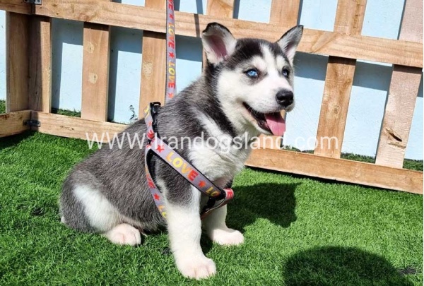 --husky-369_10