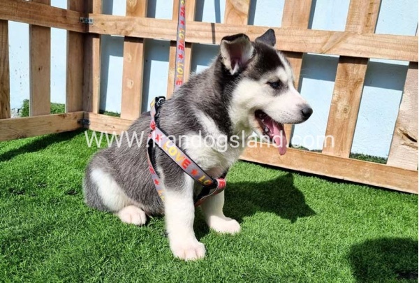--husky-369_11