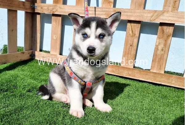 --husky-369_12