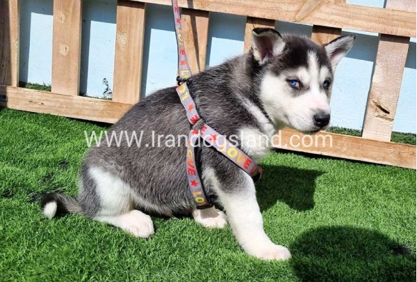 --husky-369_2