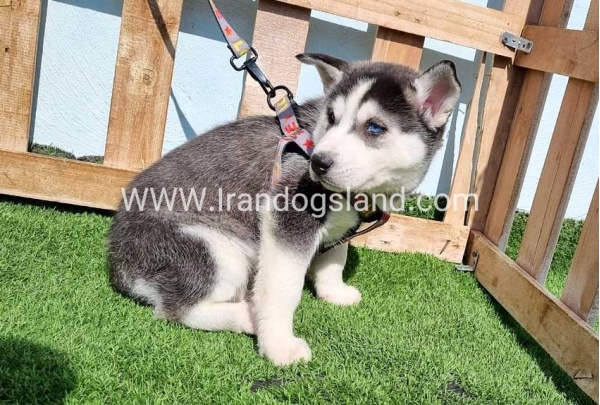 --husky-369_3