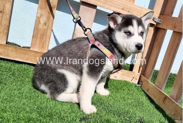--husky-369_4