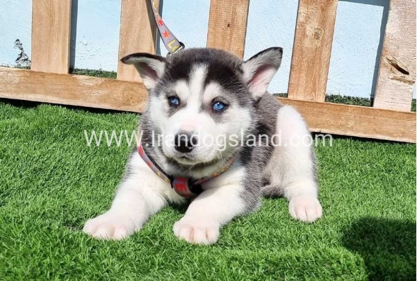 --husky-369_5