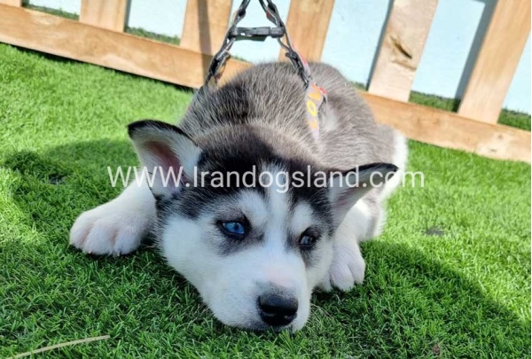 --husky-369_6