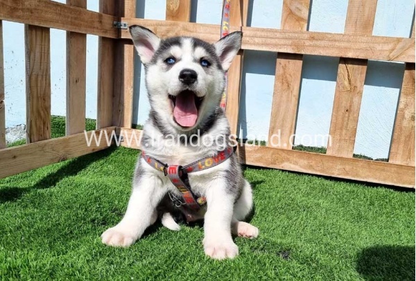 --husky-369_7