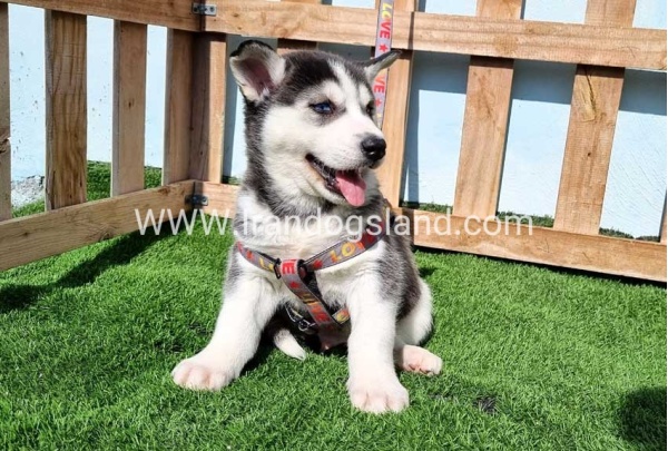 --husky-369_8
