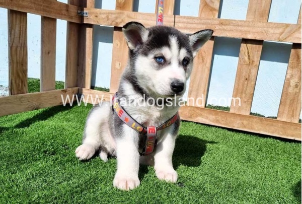 --husky-369_9
