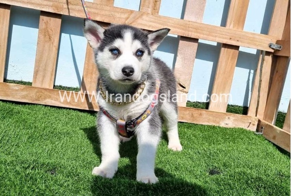 --husky-370_1
