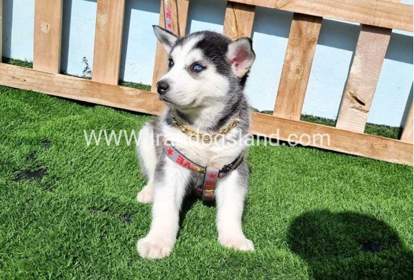 --husky-370_2