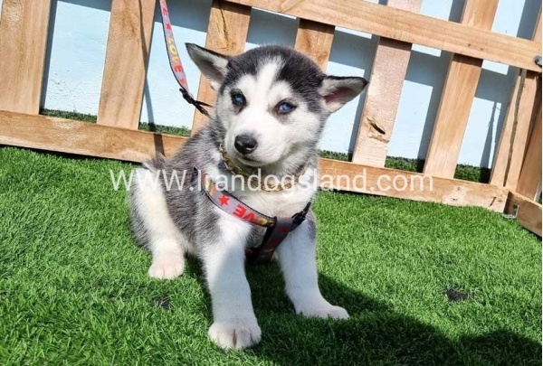 --husky-370_3