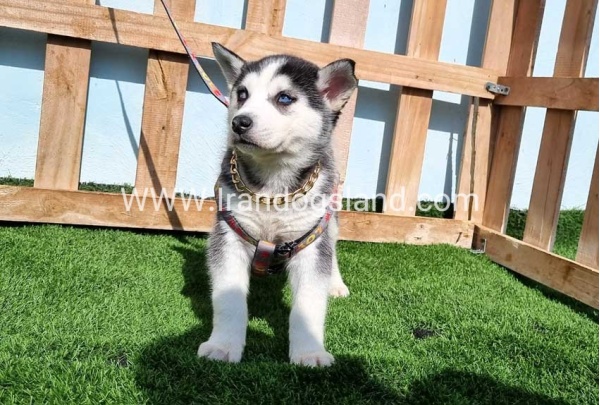 --husky-370_4