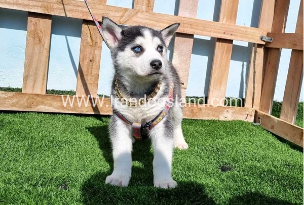 --husky-370_5