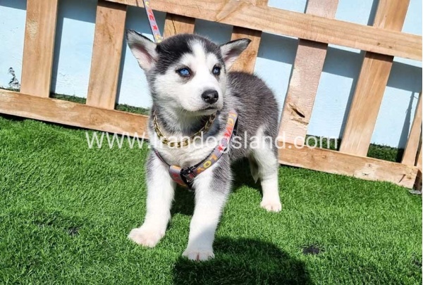 --husky-370_6