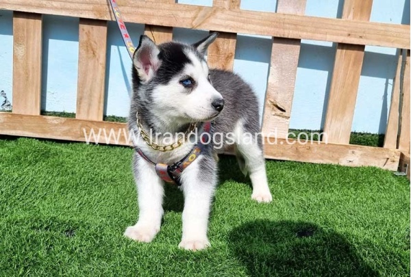 --husky-370_7