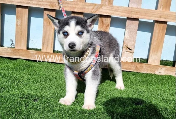 --husky-370_8