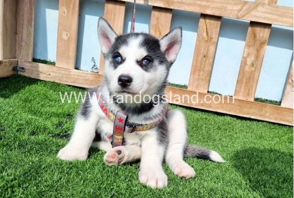 --husky-371_1