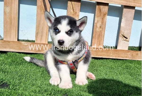 --husky-371_2