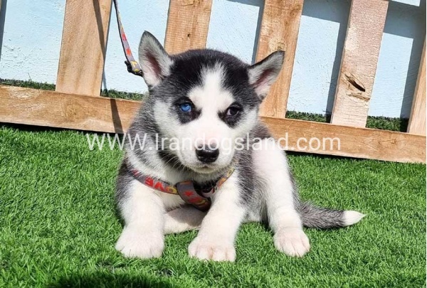 --husky-371_3