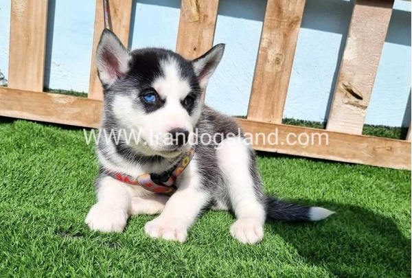 --husky-371_4
