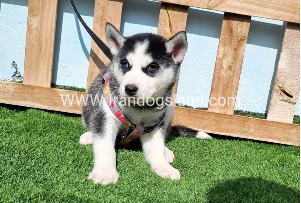 --husky-371_5
