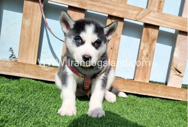--husky-371_6