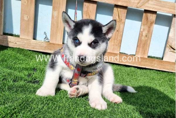 --husky-371_7
