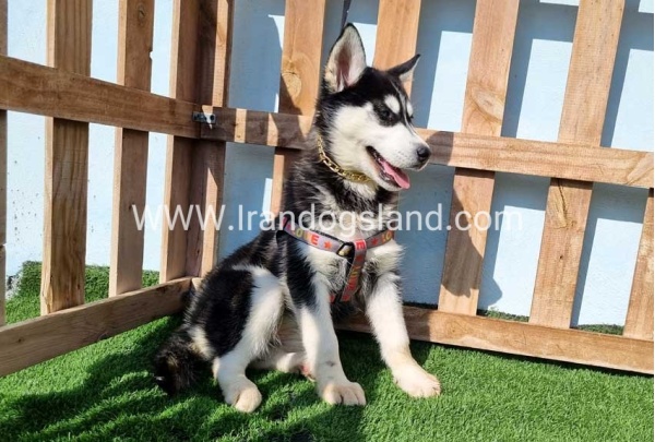 --husky-372_1