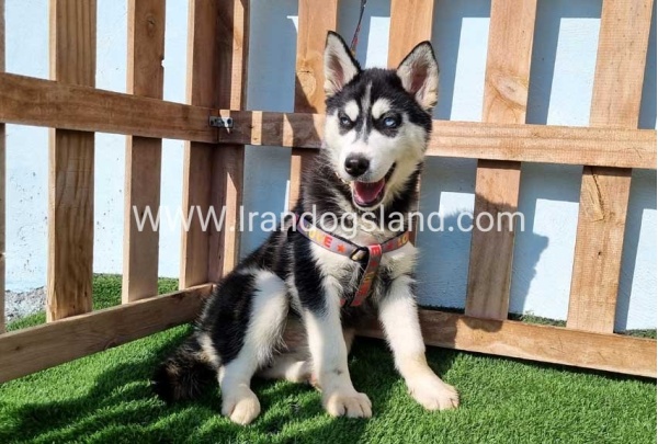 --husky-372_10
