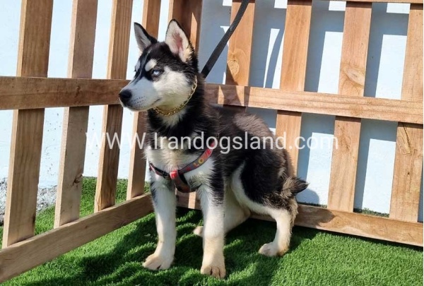 --husky-372_2