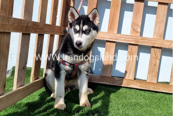 --husky-372_3