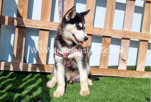 --husky-372_4
