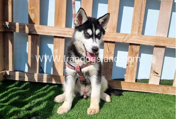 --husky-372_5