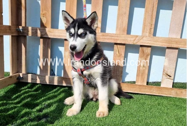 --husky-372_6