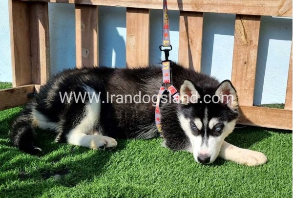 --husky-372_7