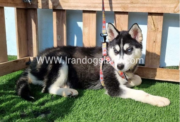 --husky-372_8