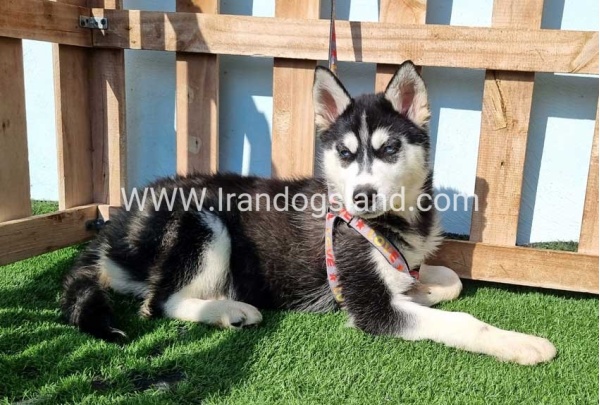 --husky-372_9