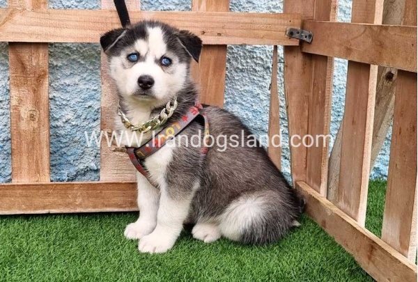 --husky-385_1