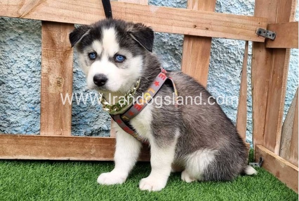 --husky-385_10